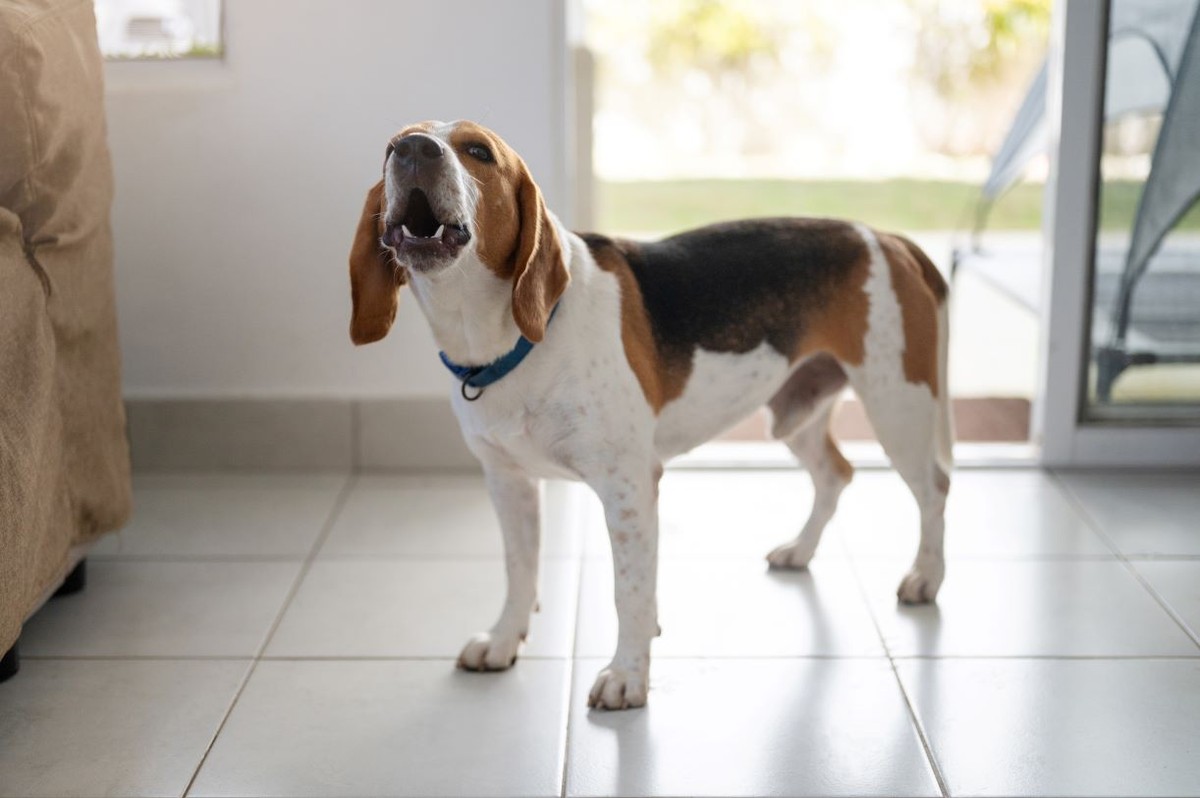 szczekający pies mieszkanie dom hałas