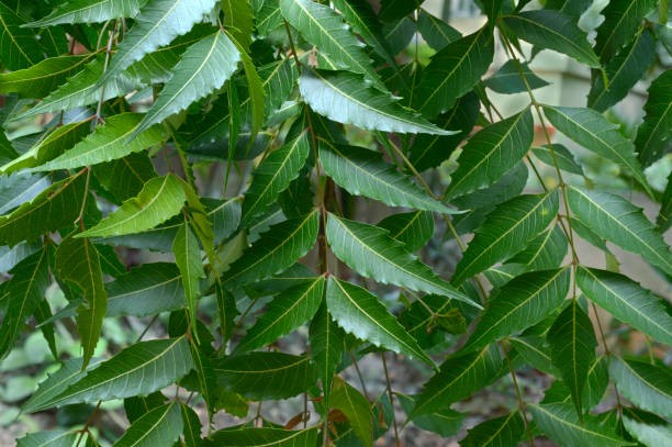 A photo  of Neem leaves