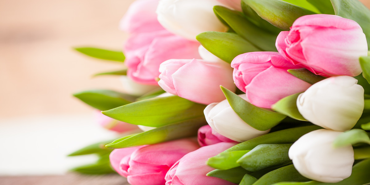 Większość pań na Dzień Kobiet dostaje tulipany