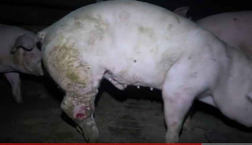 Od afričke kuge svinja ne mogu da obole ljudi