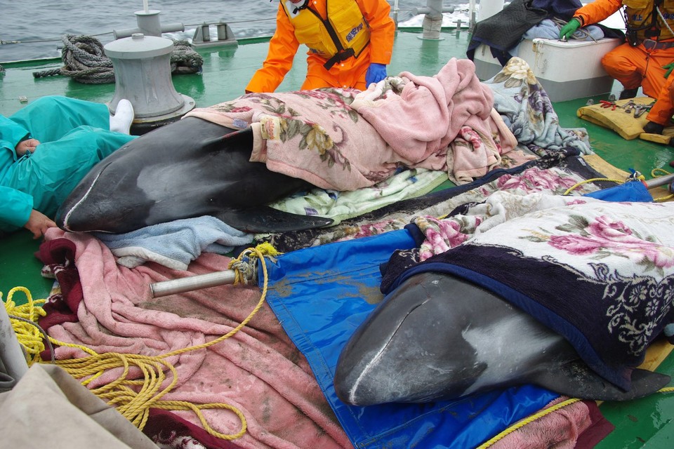 JAPAN ANIMALS DOLPHINS RESCUE (About 150 dolphins stranded on Japan coast )