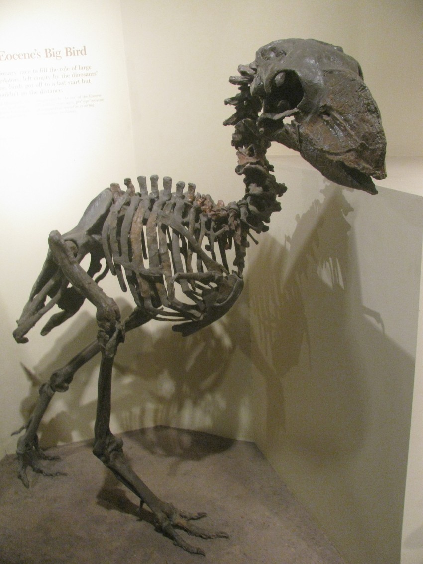 Ptica gastornis nastanjivala je Evropu pre 40 miliona godina