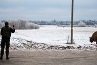 Żubr przy siedzibie Straży Granicznej w Białowieży