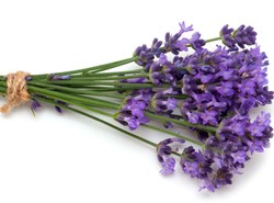 Lawenda: „Jej skład to cała apteka”