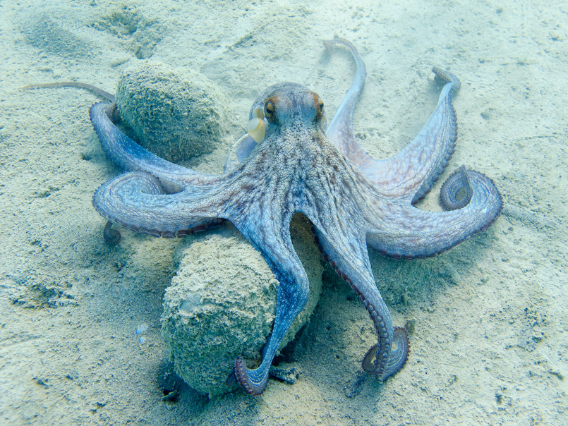 Quiz przyroda z przrody przyrodniczy ośmiornica Octopus,(octopus,Vulgaris,Cuvier,,1797),Or,Octopus,Is,A,Cephalopod