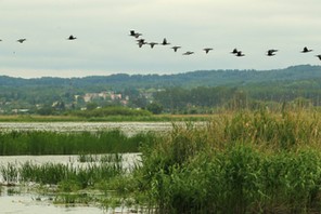 Żuławy Wiślane. Rezerwat Jezioro Drużno