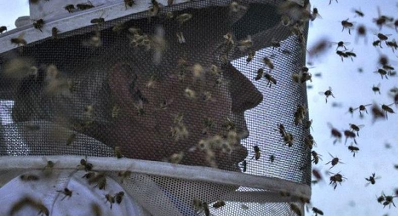 Sweet business of beekeeping helps protect Zimbabwe's forests