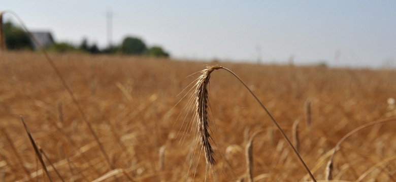 Afrykańskie upały prędko nie odpuszczą. PROGNOZA POGODY