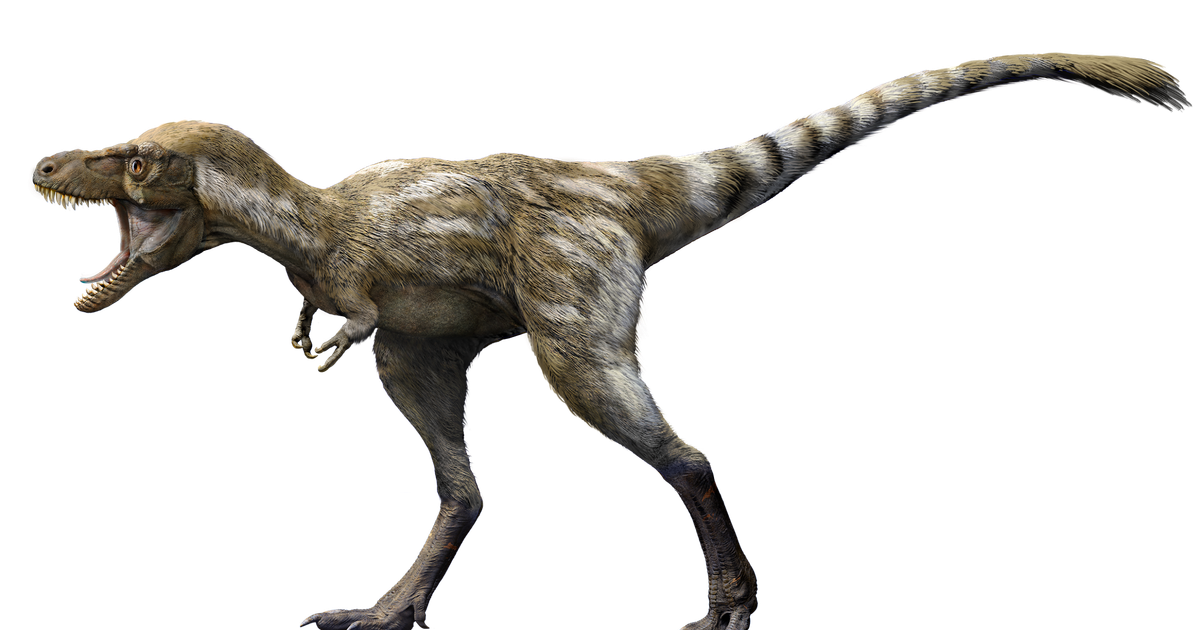 Paleontologists are unraveling the mysteries of young T. rexes ...
