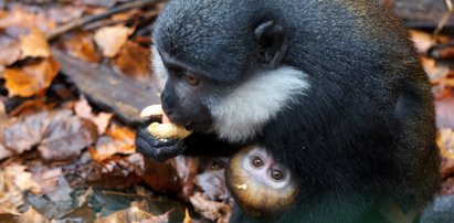 W zoo urodziły się małpki