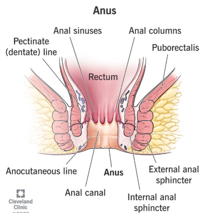 Apsces se obično nalazi blizu anusa, rektuma ili između genitalija i anusa