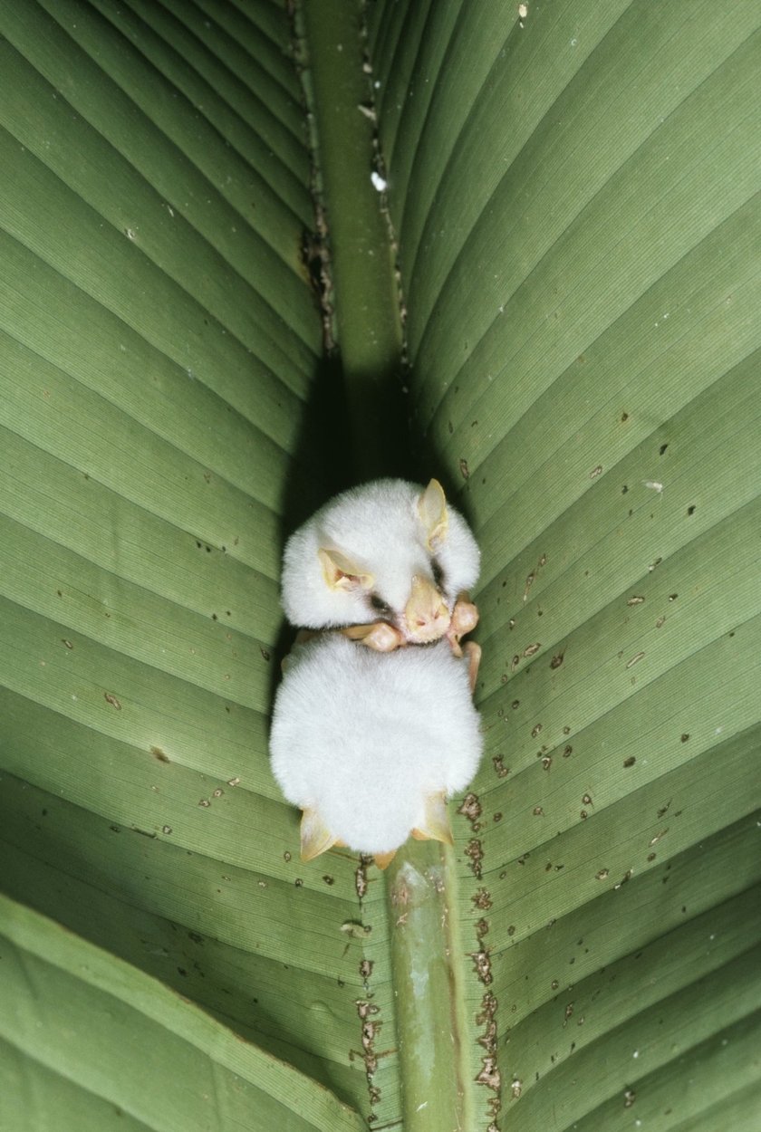 Podlistnik białawy (Ectophylla alba)