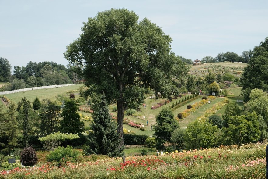 Autostrada liliowców (Hemerocallis)