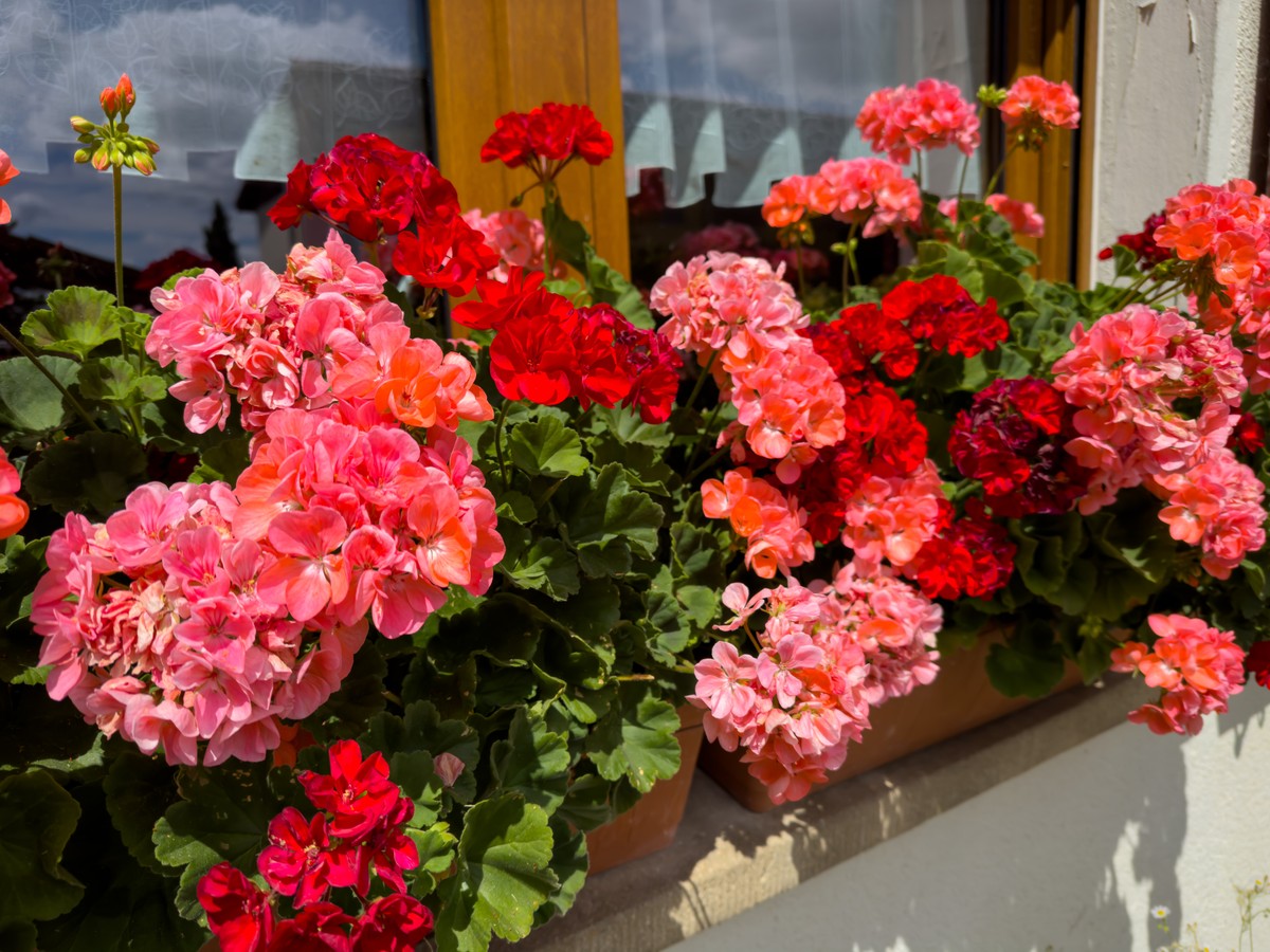 Zastosuj ten naturalny nawóz. Pelargonie będą kwitnąć, jak szalone