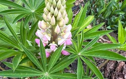 Ta popularna roślina ogrodowa jest zakazana. To inwazyjny gatunek obcy w Polsce. Co sadzić zamiast niej?