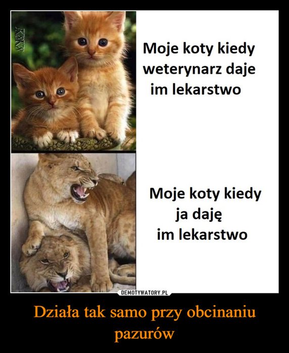 Światowy Dzień Lekarzy Weterynarii. Oto najlepsze memy