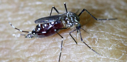 Komary gryzą cię częściej niż innych? Wiemy dlaczego!