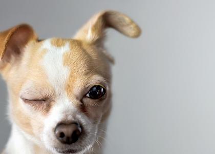 Dlaczego moda na małe psy szkodzi psiemu gatunkowi? - Trendy - Newsweek.pl