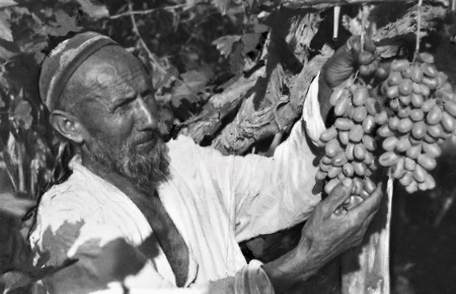 Zbiór winogron w Azji Środkowej (data nieznana, domena publiczna)