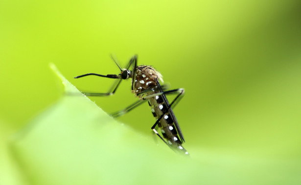 Komar azjatycki, Aedes japonicus