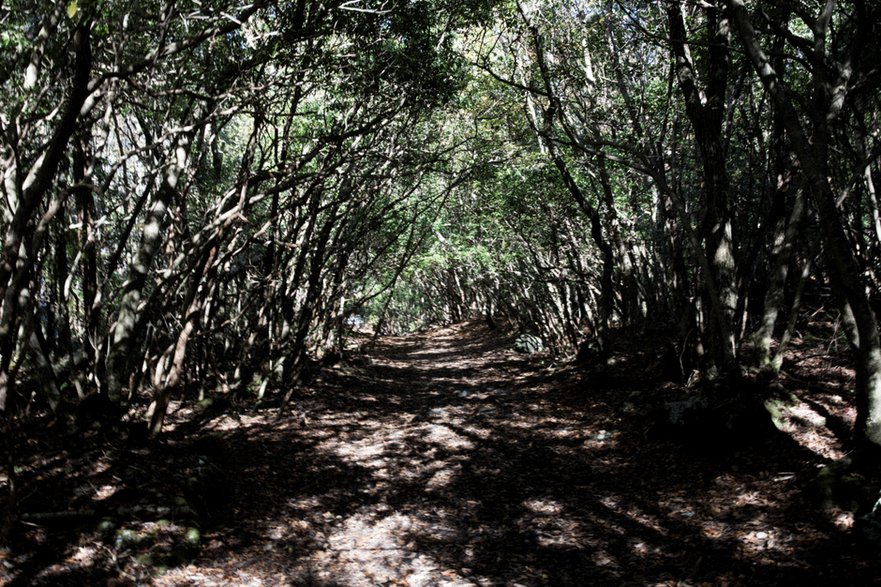 Aokigahara to słynny Las Samobójców