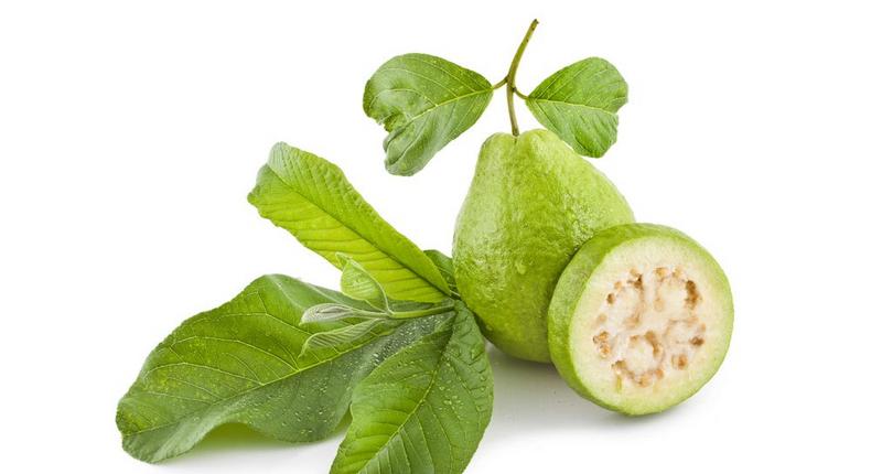 Guava fruit and leaves
