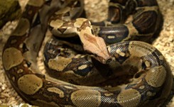 Tajemniczy pakunek w polskim lesie, w środku boa dusiciel. 'Wyglądało to, jakby wąż próbował...'