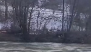 Srna pliva maticom Lima