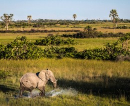 Botswana, Elefant, Reisen