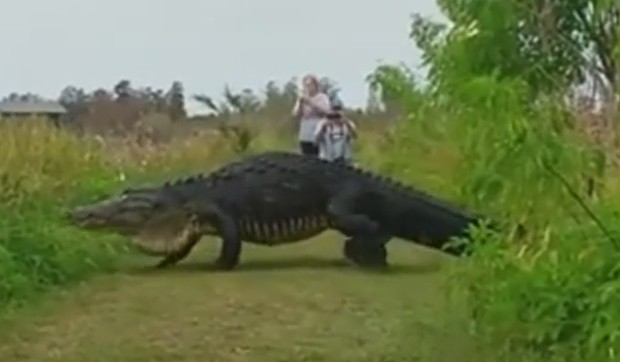 aligator dinosaurus