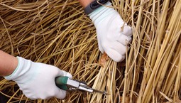 Trawy ozdobne - kiedy najlepiej przycinać?