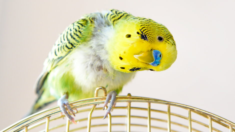 Jednym z najpopularniejszych ptaków domowych jest papuga falista - lusyaya/stock.adobe.com