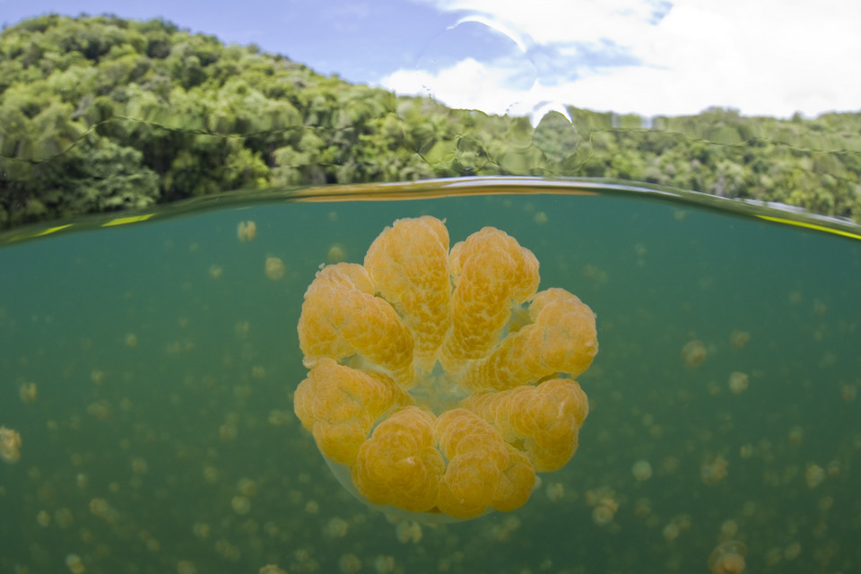 Jellyfish Lake - jezioro meduz w Palau