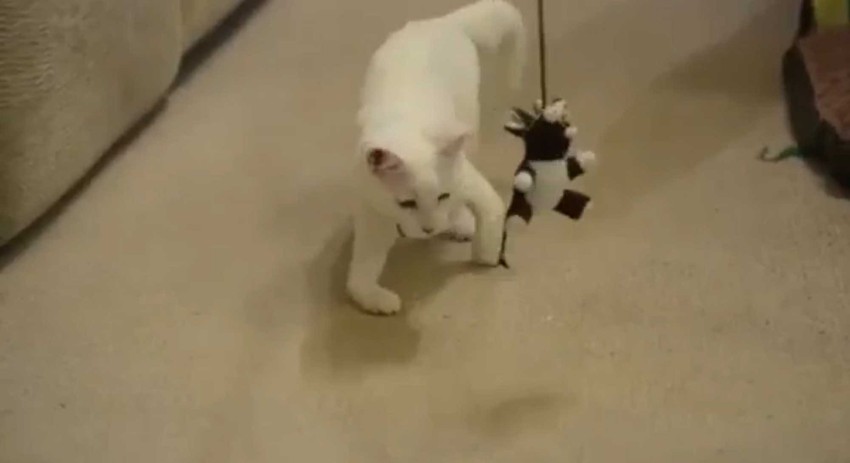 Uprkos svojoj deformaciji, veseo je, brz i razigran, kao i svako mače