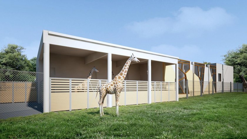 Będzie żyrafiarnia w poznańskim zoo