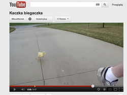 Kaczka biegaczka i jej poranny jogging