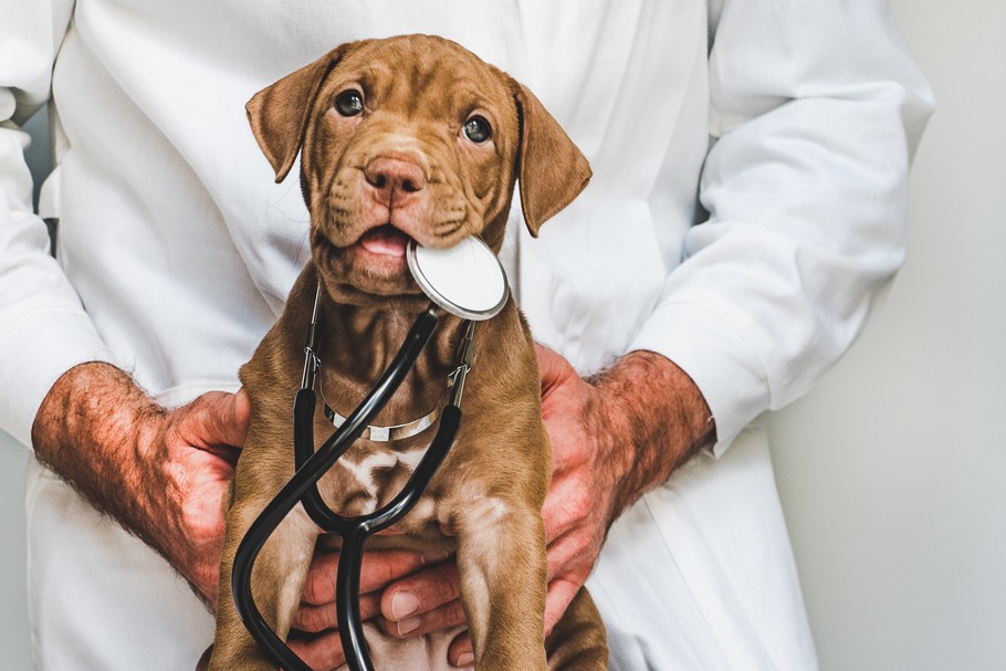 Dzięki badaniu EHAA Pets Diag jest w stanie zdiagnozować problemy zdrowotne zwierząt wynikające m.in. z nieprawidłowo dobranej diety lub szkodliwego otoczenia, a także wskazać potencjalne choroby, pod kątem których właściciele zwierzęcia powinni podjąć szczegółową diagnostykę