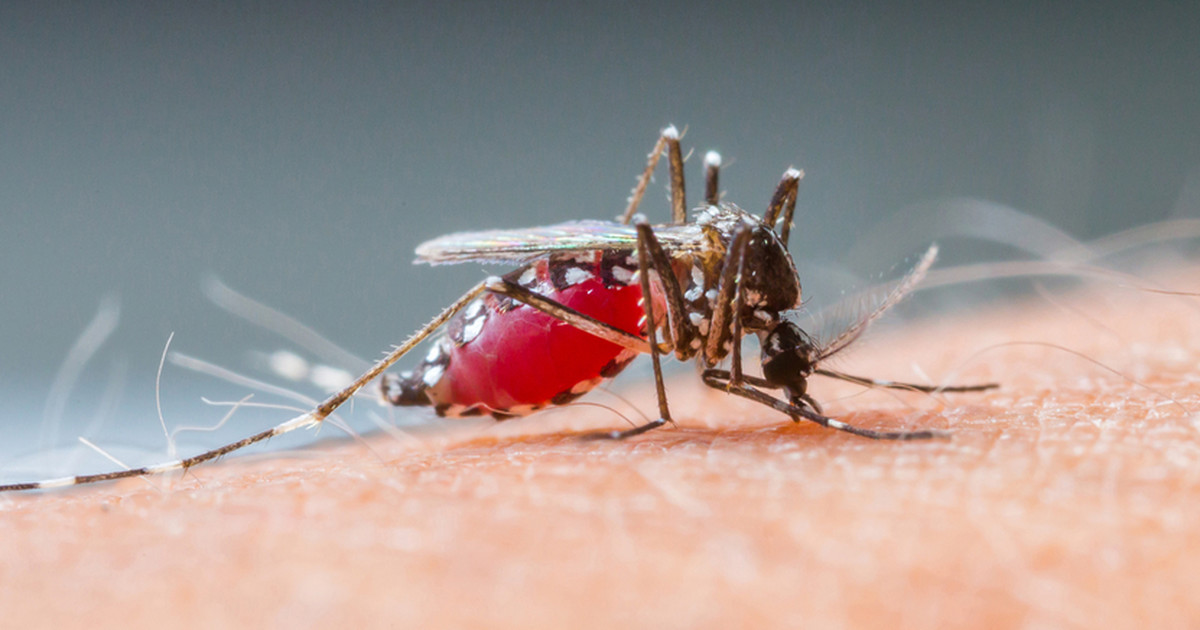 Ukąszenia komarów - jak złagodzić świąd, ból i opuchliznę? - Zdrowie