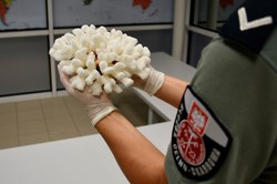 Aksolotl, koralowiec i pijawki. Niecodzienne próby przemytu udaremnione