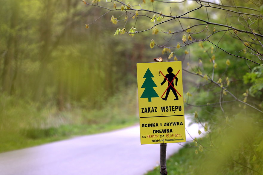 Nie ma w Polsce lasu, w którym w okresie wiosennym nie gniazdowałyby jakieś ptaki – wycinka drzew w tym okresie w praktyce zawsze prowadzi do niszczenia lęgów