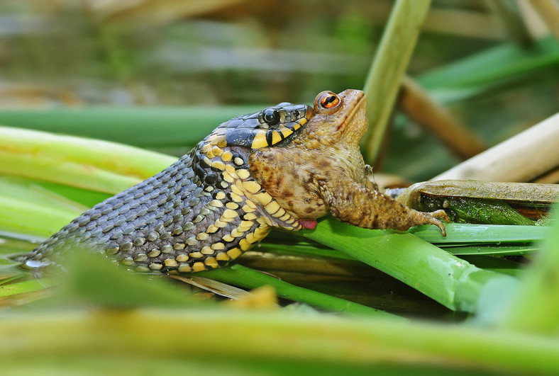 Zaskroniec zwyczajny (Natrix natrix) poluje żaby, ryby i małe gryzonie