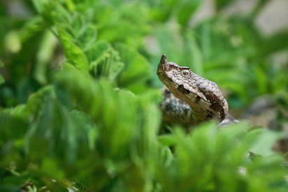 Óvatosan a réteken, ébredeznek téli álmukból a magyar sárkányok