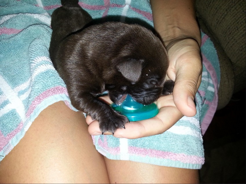 Malo, po malo, Bronson je iz dana u dan napredovao