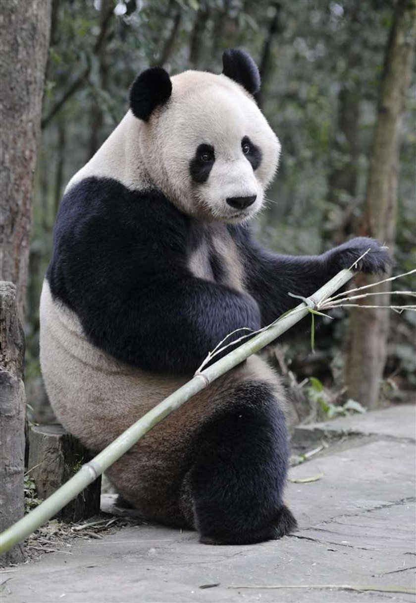 Panda Yang Guang, Tian Tian