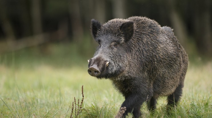 A vaddisznó agyarával rendkívül veszélyes sebet tud ejteni. A fiúba több fog is beletörött/ Fotó: Shutterstock