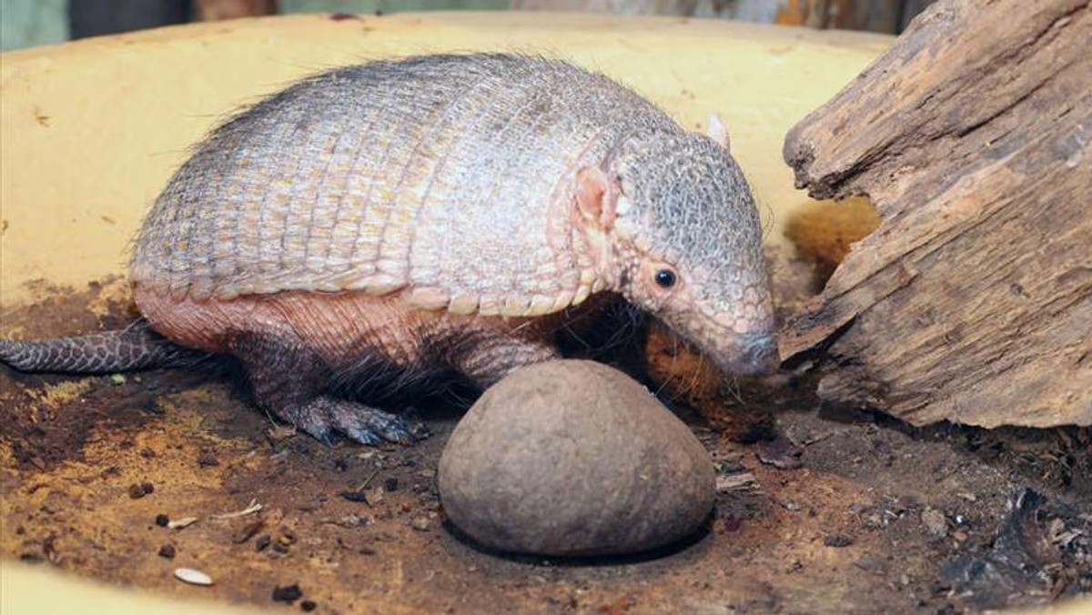 W gdańskim zoo pojawili się dwaj sympatyczni goście z Ameryki Południowej. To pancerniki włochate - Arni  i Albu. Niezłe z nich psotniki!