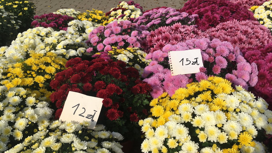 Ceny kwiatów doniczkowych sprzed Cmentarza św. Rocha w Białymstoku 