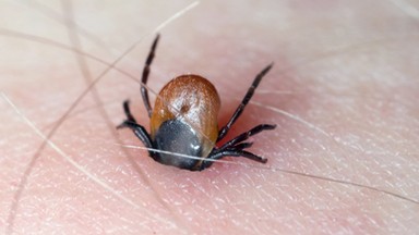 Zaraził się afrykańską gorączką kleszczową. Na szczęście mamy lek