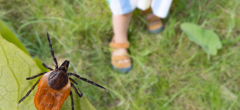 Postaw to w ogrodzie, a kleszcze po kilku dniach się wyprowadzą