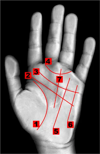 Linie życia na dłoni: 1: Linia życia – 2: Linia głowy – 3: Linia serca – 4: Linia Wenus – 5: Linia Słońca – 6: Linia Merkurego – 7: Linia losu